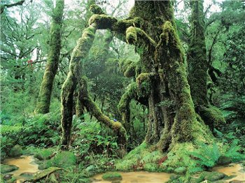 Изумительный хранитель экрана Living Rainforest Изумительный хранитель экрана Living Rainforest