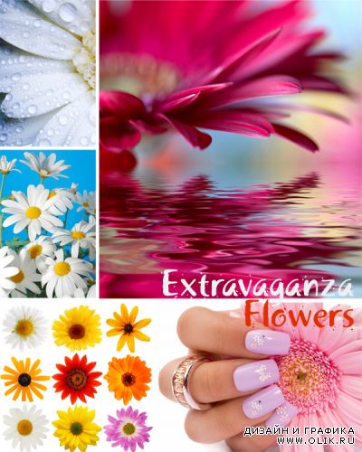 Extravaganza Flowers