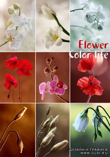 Flower - Color life