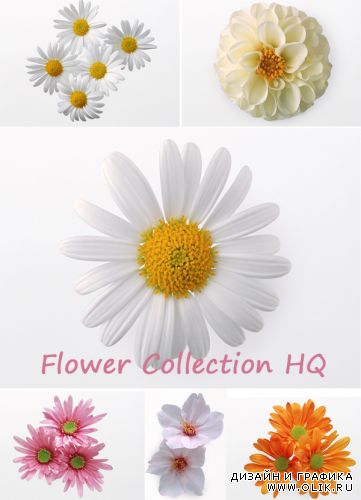 Flower Collection HQ