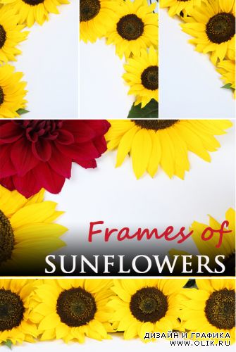 Frames of sunflowers