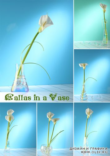 Callas in a Vase