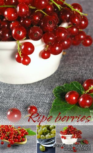 Ripe berries - ClipArt