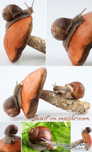 Snail on mushrooms