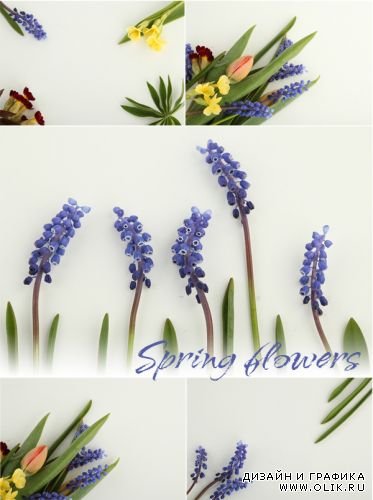 Spring flowers | Весенные цветы