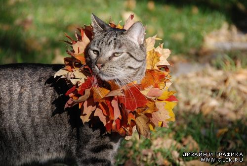 Осенние коты