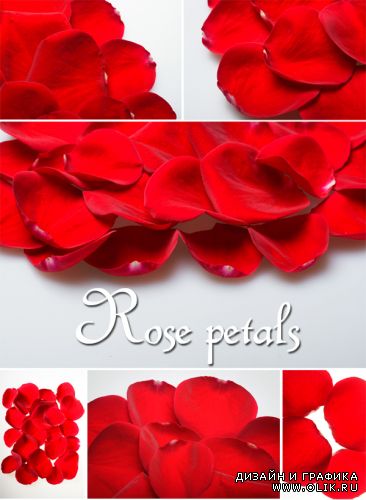 Rose petals | Лепестки роз