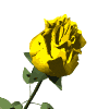 анимированные GIF Розы