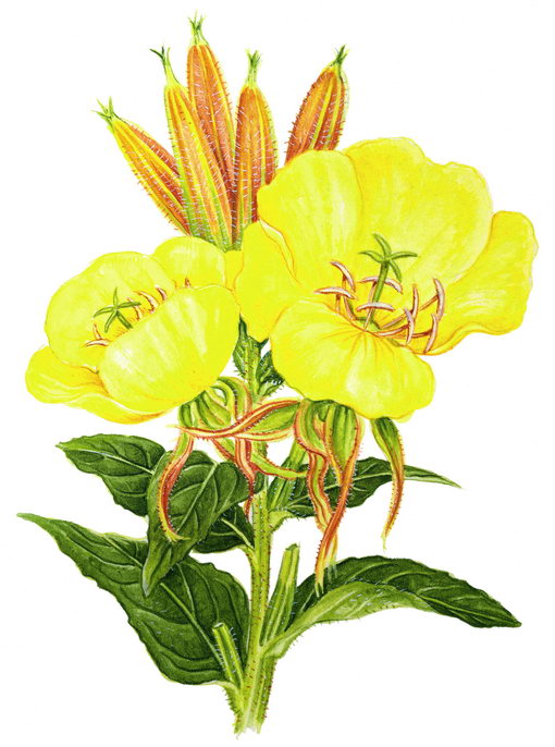 Клипарт - Рисованые Цветы и Травы