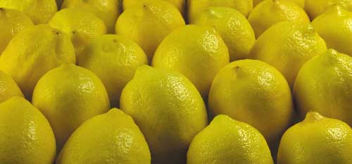 Лимоны во всей красе