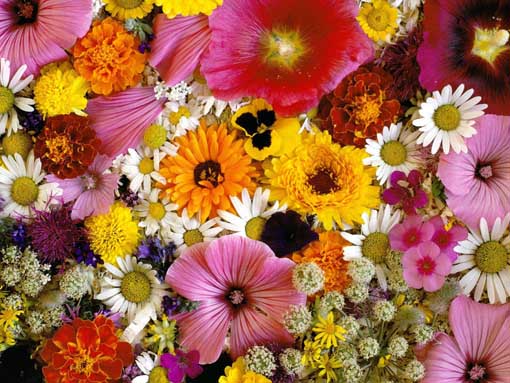 Высококачественные цветочные фоны: цветы, лепестки, листочки