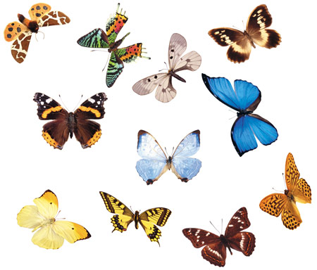 Клипарт - бабочки