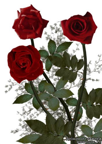 Красные розы - Клипарт PNG