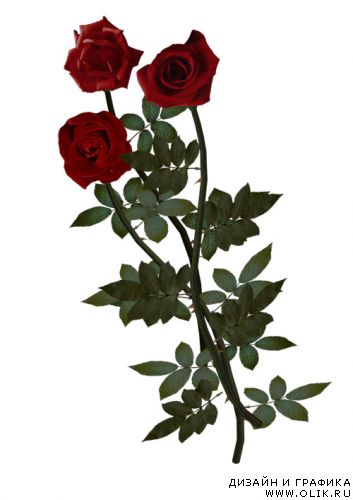 Красные розы - Клипарт PNG