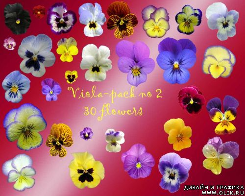Viola - pack 2