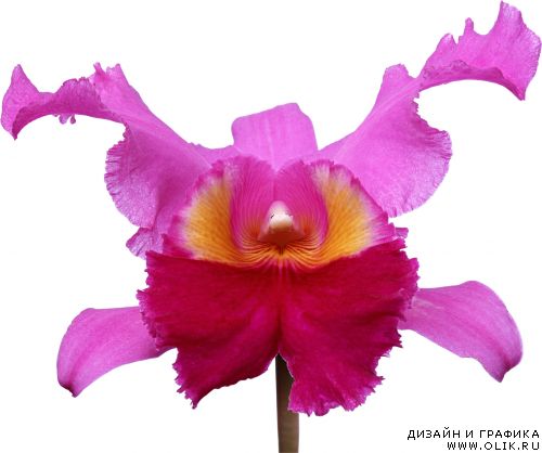 Орхидеи (52 качественных PNG без фона)