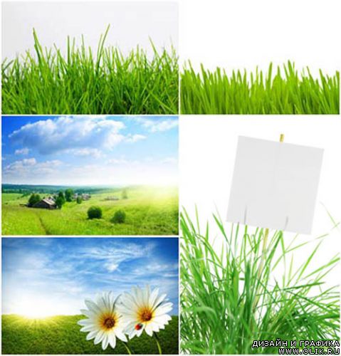 Зеленая трава - растровый клипарт