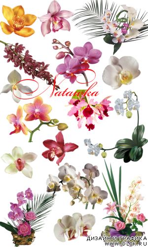 Фотоклипарт - Орхидеи на прозрачном фоне