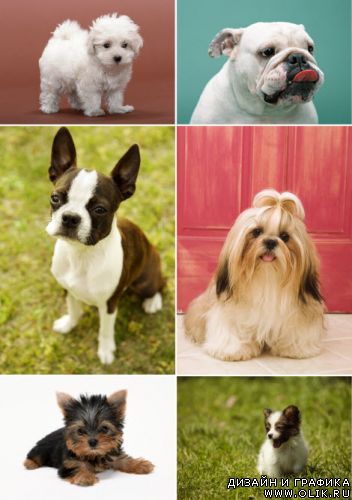 Клипарт – Красивые Собаки 2 Klipart – Lovely Dogs 2