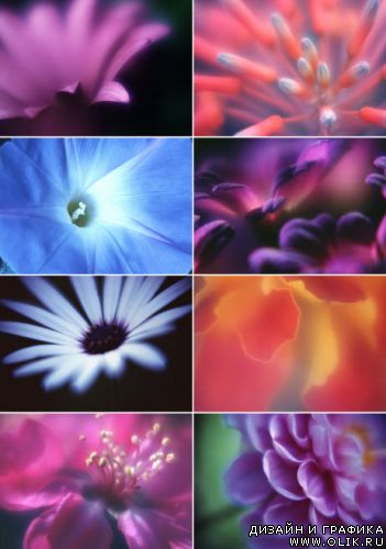 Клипарт – Цветочные Впечатления Klipart – Floral Impressions