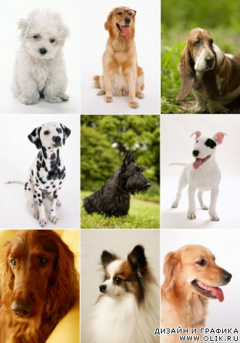 Клипарт – Красивые Собаки 4 Klipart – Lovely Dogs 4