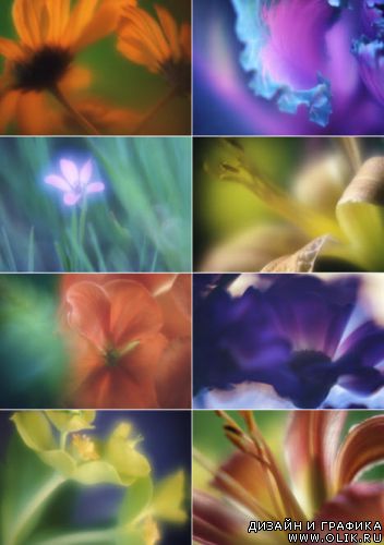 Клипарт – Цветочные Впечатления 2 Klipart – Floral Impressions 2