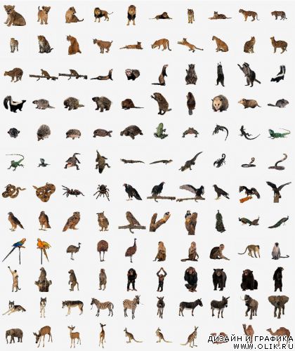 Animals  (OS21)