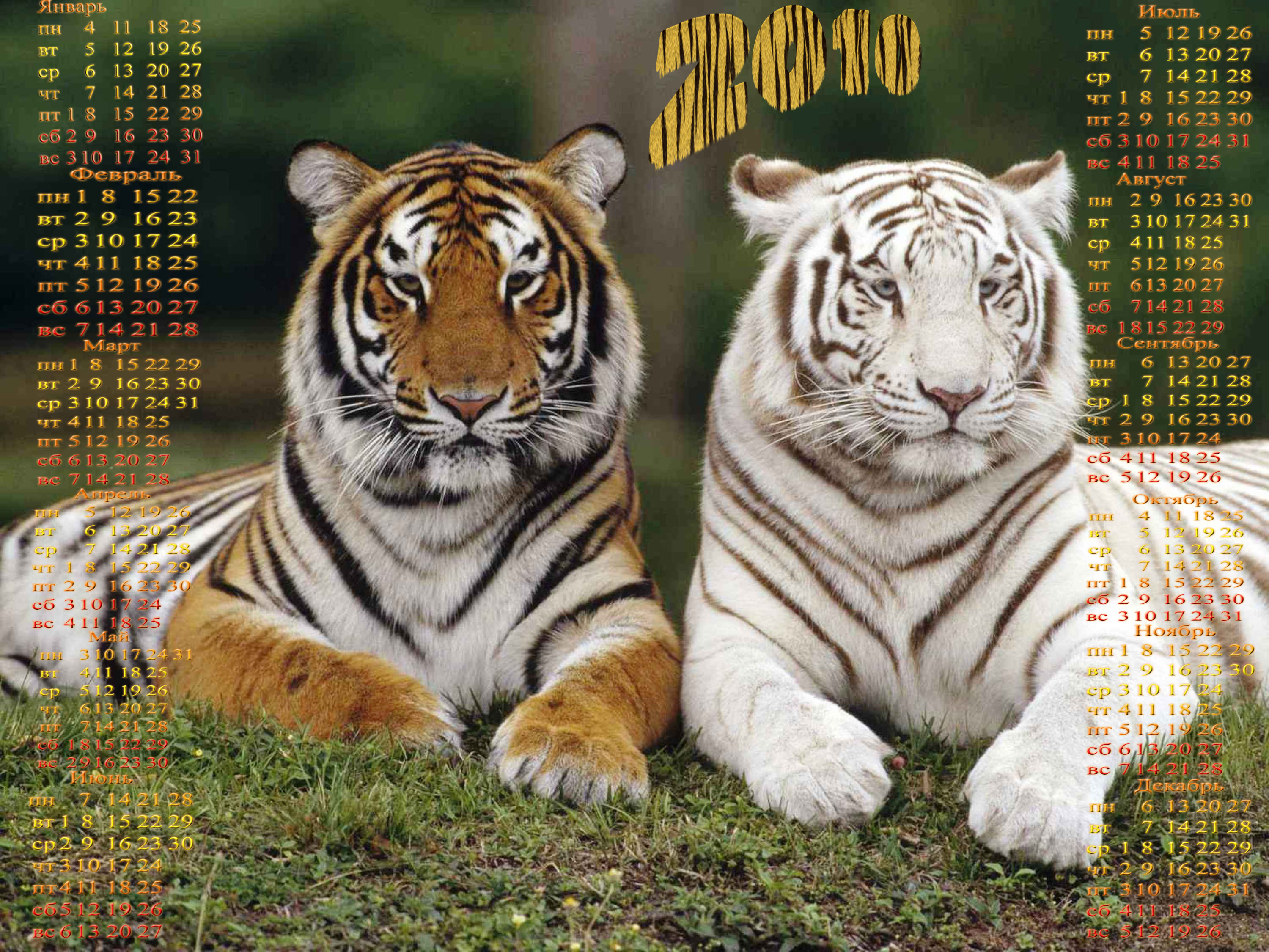 Календарь на 2010 с тиграми