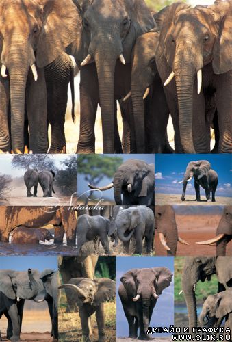Слоны - фотоклипарт
