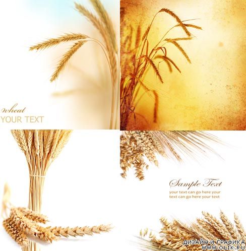 Фотоклипарт - Пшеница