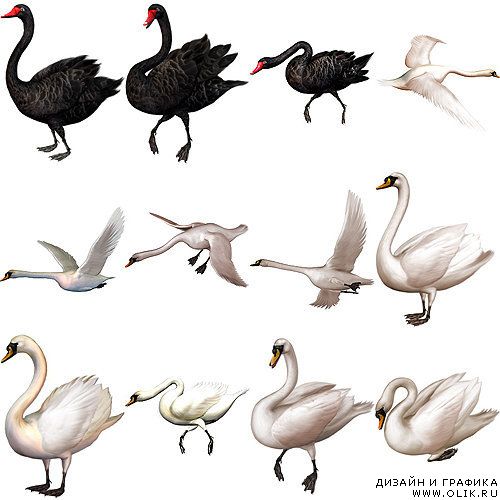 Wild Swans - Дикие лебеди