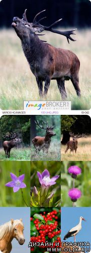 ImageBroker | IB-042 | Varios HQ Images ImageBroker | IB-042 | Varios HQ Images