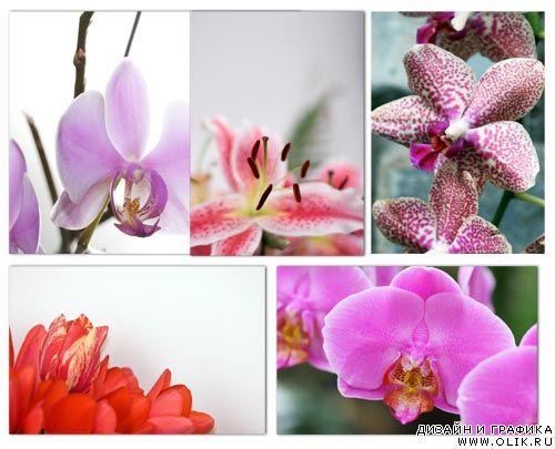 Сток фото: Орхидеи, лилии, тюльпаны