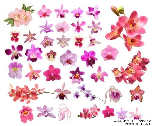 Орхидеи и лилии – PNG клипарт с прозрачным фоном