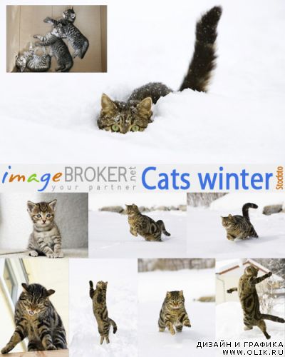 Cats winter | Коты зимой