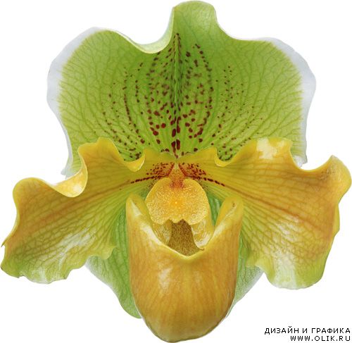 Клипрат Орхидеи