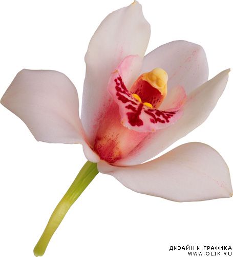 Клипрат Орхидеи