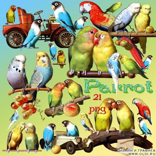 Клипарт – Влюблённые попугаи