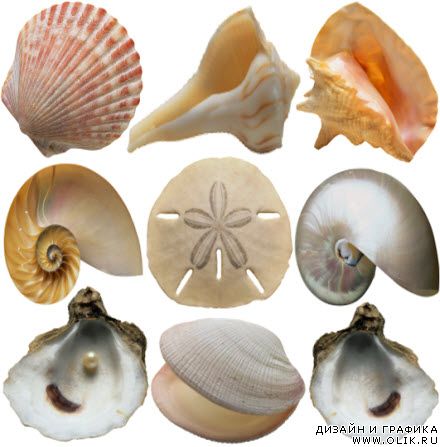 Ракушки Seashells