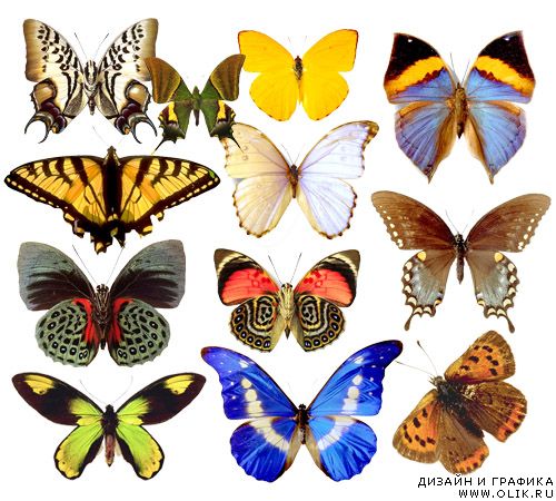  Растровый клипарт-Самые яркие бабочки
