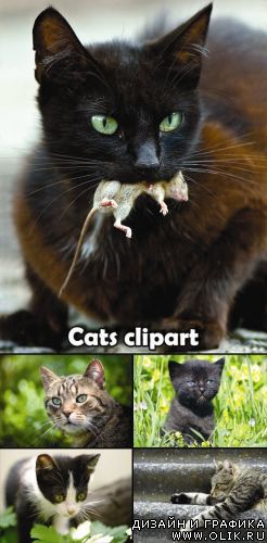 Cats clipart 