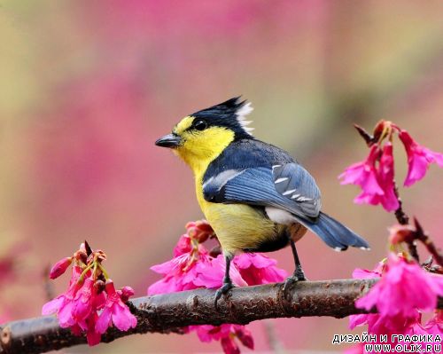 Птицы Тайваня