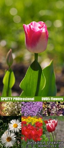 SPOTTY PROfessional DVD5 Flowers
