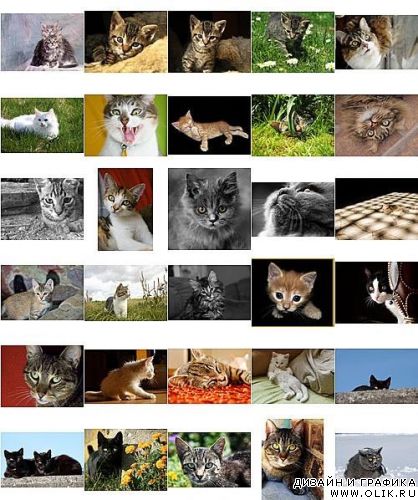 Коты, кошки, котята - Растровая мегаколлекция