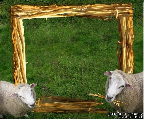 Рамка для фотошоп - Любопытные овечки