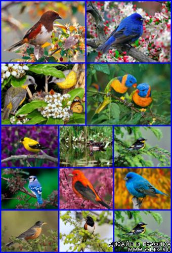 Птичий разноцвет    Birds of the miscellaneous colour 