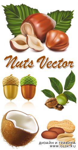 Nuts Vector
