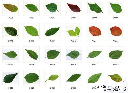 Datacraft Sozaijiten 013 - Leaves and Leaf Veins