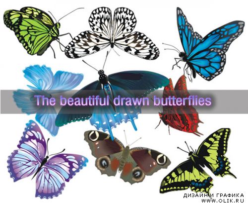 The drawn butterflies