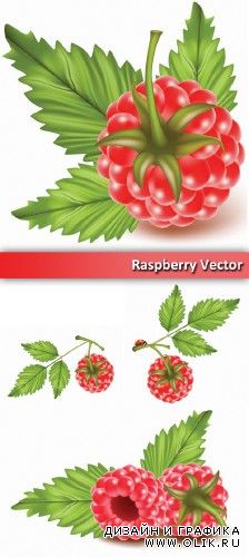 Raspberry Vector